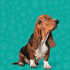 cachorro olhando para direita