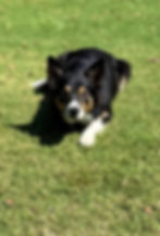 Furkids Daycare and Grooming