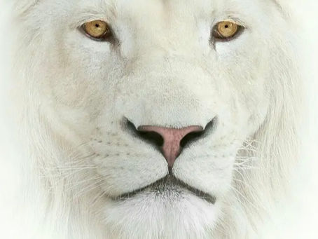 Lions Gate Portal 2024