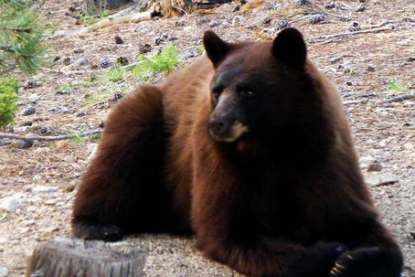 Wildlife Aware by Jan Waddington enhanced by Rex Geissler