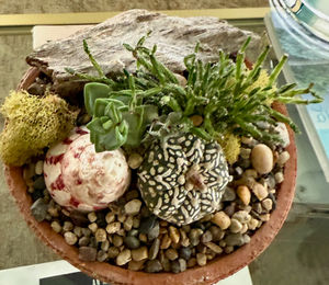 Charming Indoor Greenery