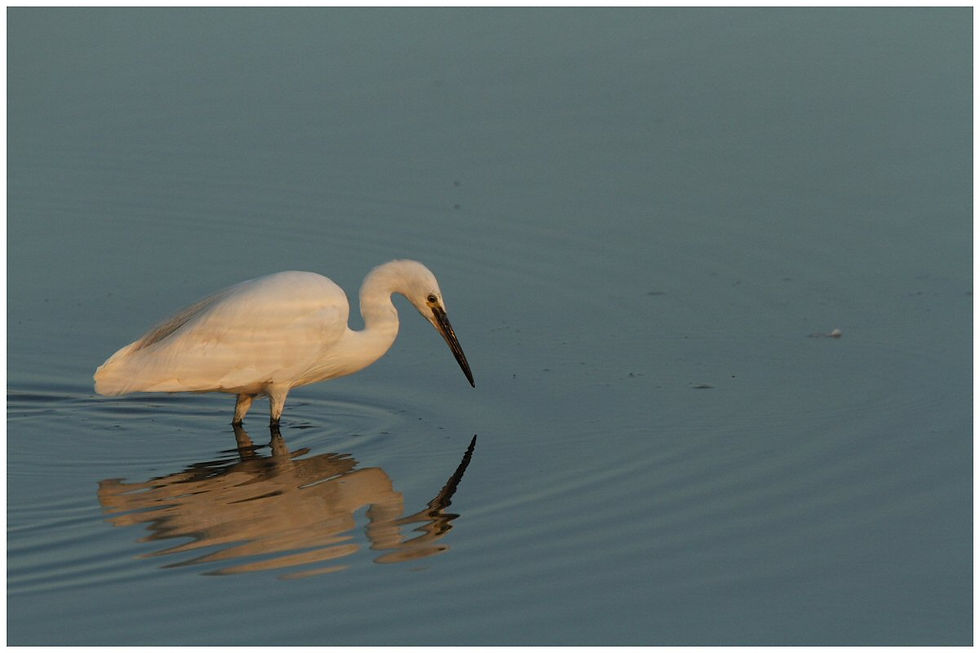 AIGRETTE GARZETTE