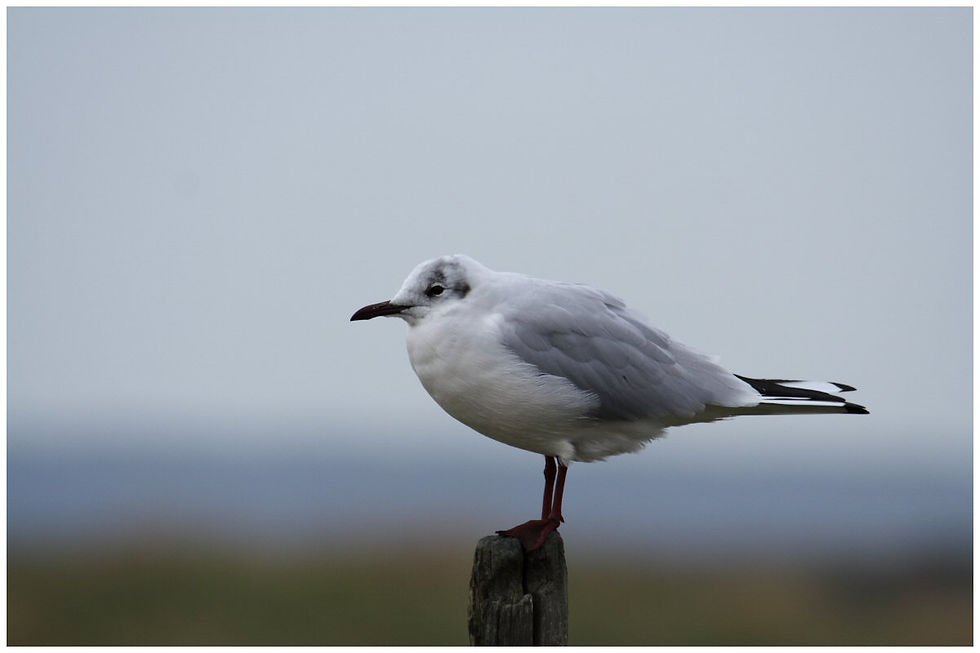 MOUETTES RIEUSES