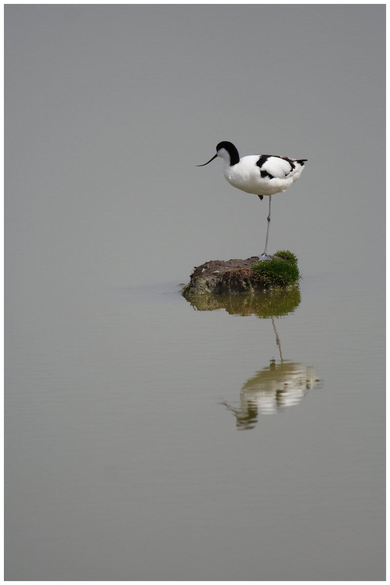 AVOCETTE ÉLÉGANTE