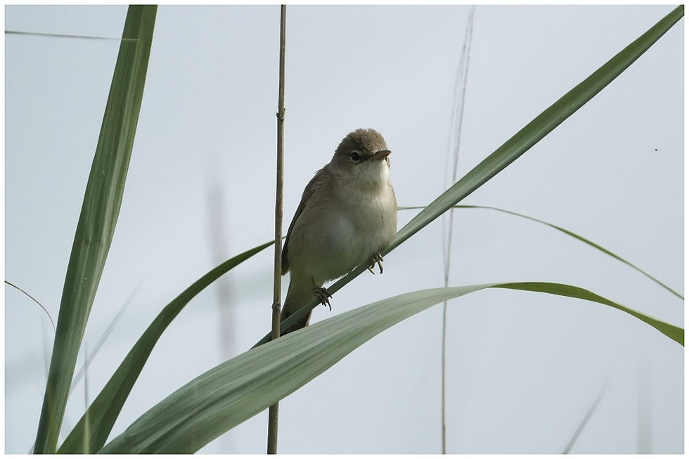 ROUSSEROLE VERDEROLLE