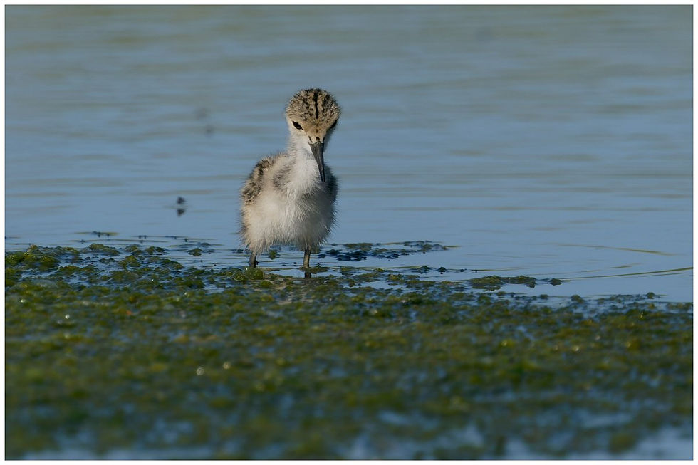 ÉCHASSE BLANCHE-POUSSIN