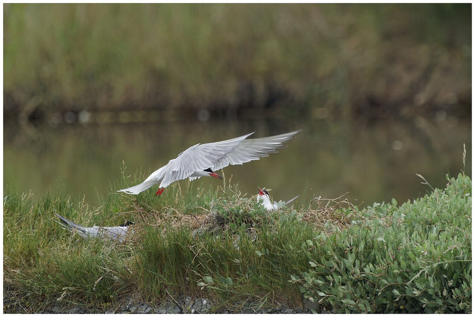 STERNES PIERREGARINS