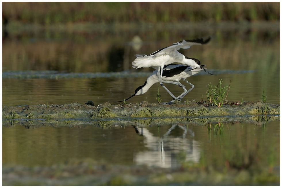 AVOCETTE ELEGANTE
