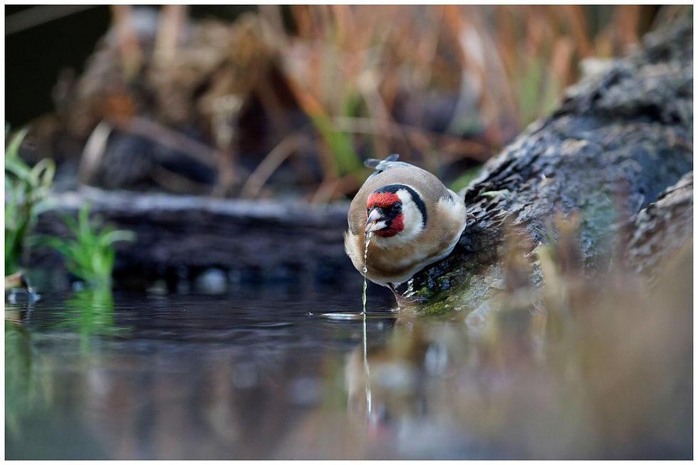 CHARDONNERET ÉLÉGANT