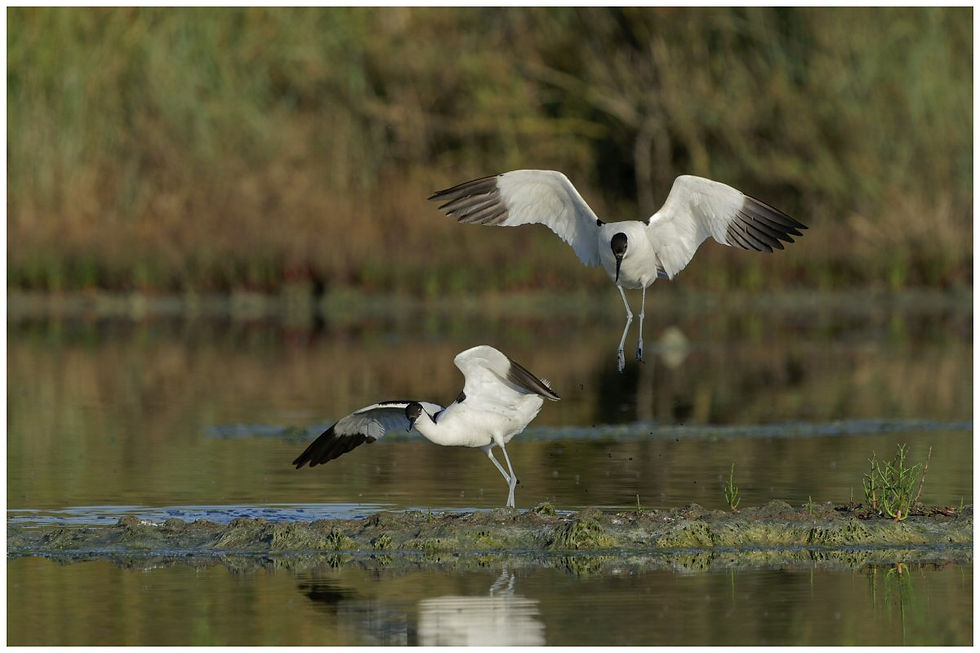 AVOCETTE ELEGANTE