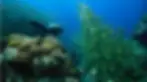 Scuba diving in Koh Samui