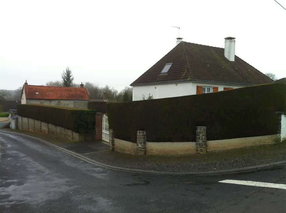 Taille de haie de thuya