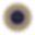ASCEND Seal.png