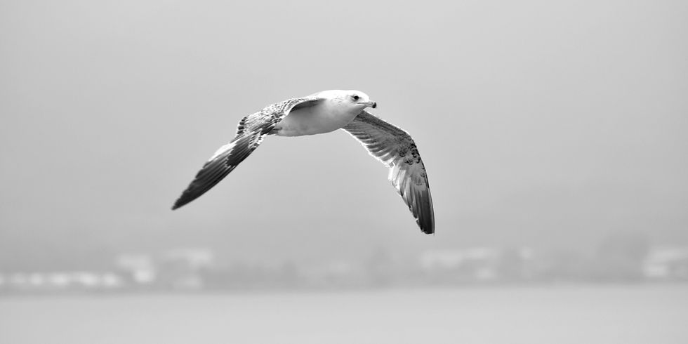 Hayatın Anlamı mı?