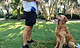 dog training