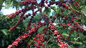 Mudança climática ameaça produtividade e preço do café