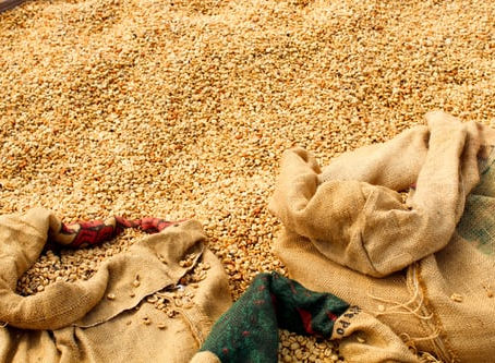 Produção de café arábica cresce 34% em relação a 2019