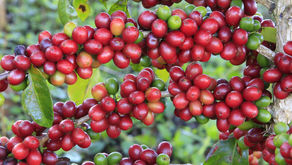 África produz mais de 10% da safra mundial de café