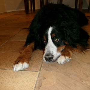 My dog 