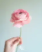 renoncule en papier découpé