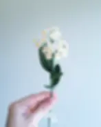 Myosotis blanc en papier découpé