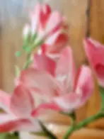 Freesia en papier découpé