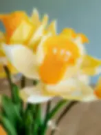 Jonquilles en papier découpé