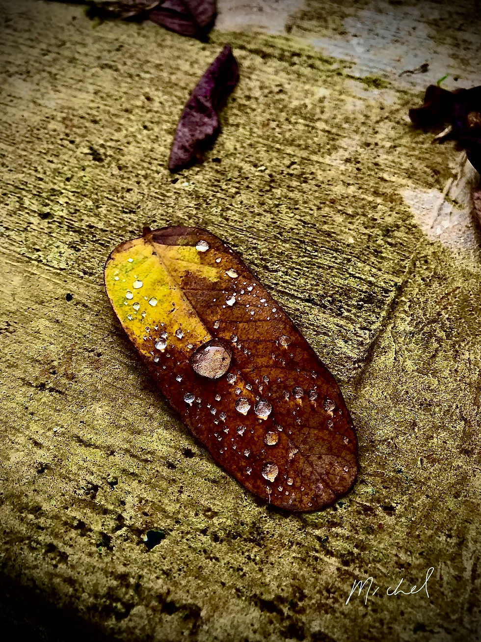 Morning Dew 9765