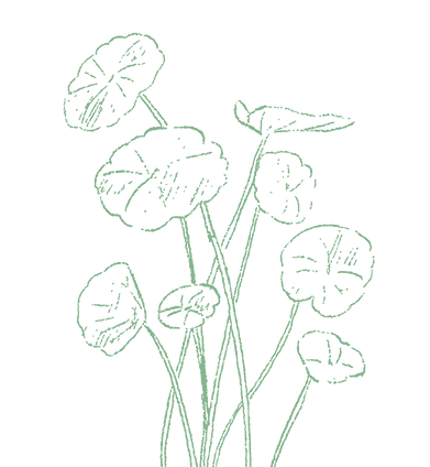 cica.png