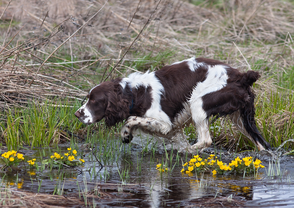Stalking - safe stage of predation chain