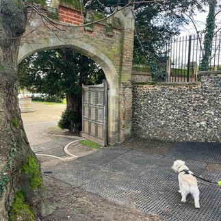 White dog walking into Caversham Court