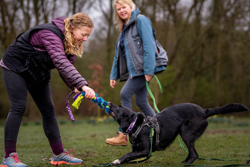 Black dog playing with a tug toy with a women with another women looking on