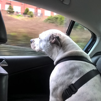 White dog looking out of a car window 