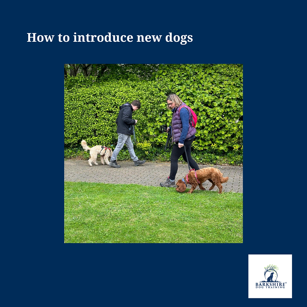 Two Dogs Reading Introducing a second dog in Reading: A gentle guide from first meeting ...