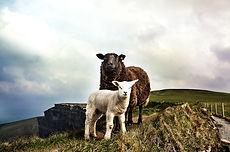 Sheep and lamb on hill_edited.jpg