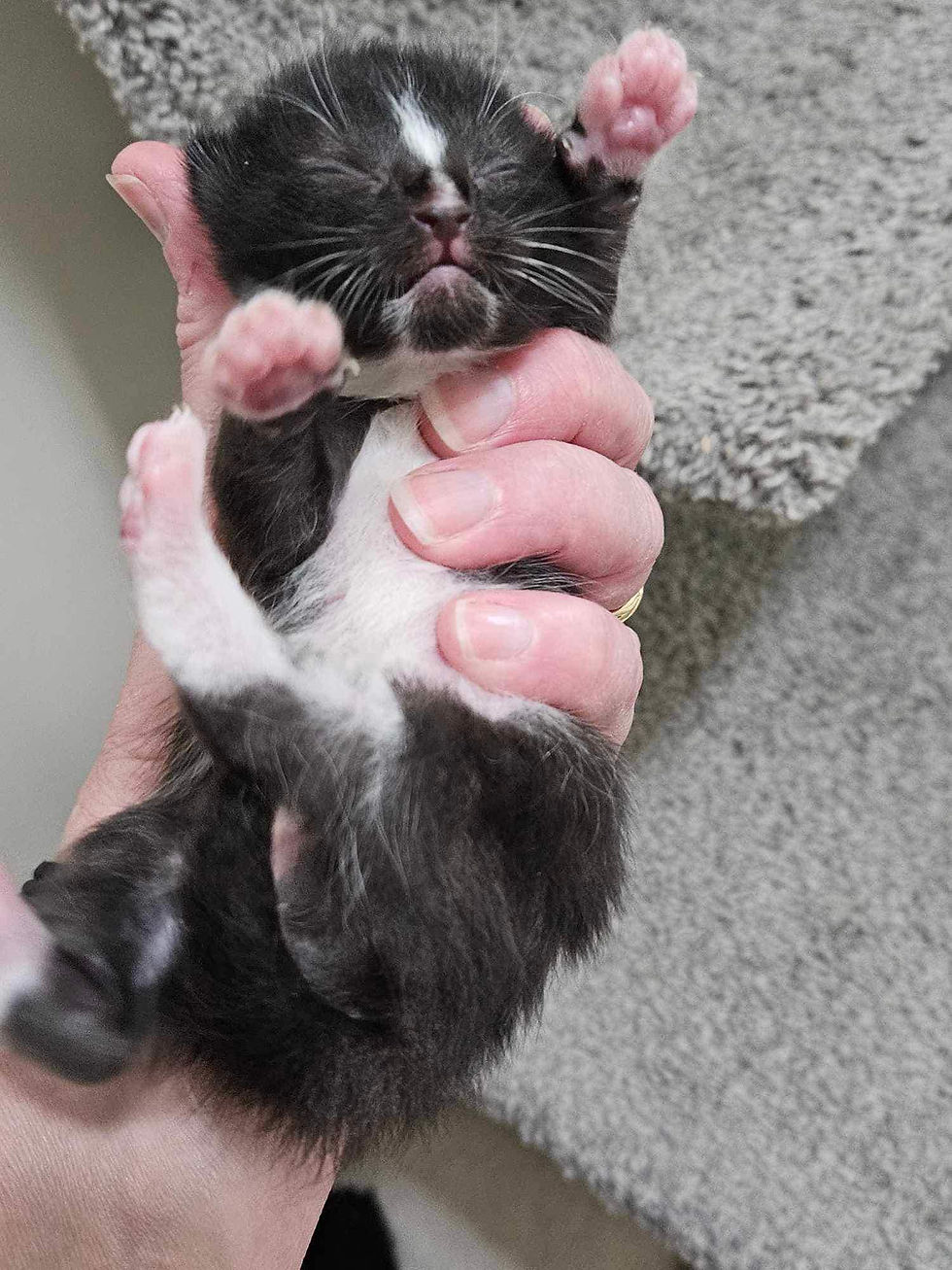 Black and white kitten rescued in Hernando County Fl.