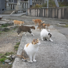 untitled-design-9.png