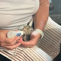 Volunteer bottle feeding a rescue kitten in Hudson, Fl.