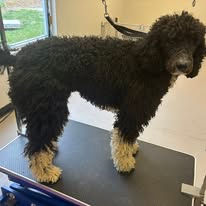 Before image of dog grooming in near Tryon, NC