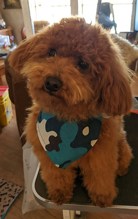 Cowboy-Cavapoochon Sire.jpeg