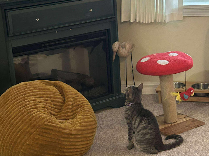 Tabby colored rescue cat watching television
