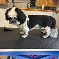 Shih Tzu dog aftergrooming