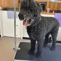 Labradoodle before grooming