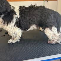 Shih Tzu dog before grooming
