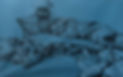 IMG_1748.jpeg