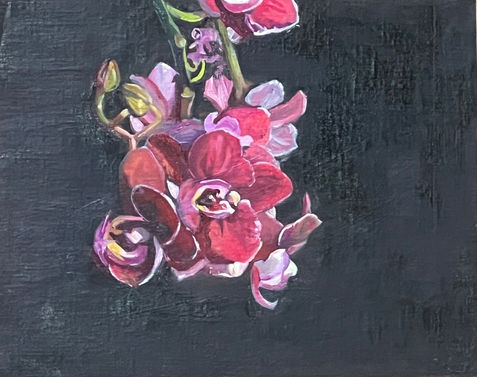 Pink orchid on a black background