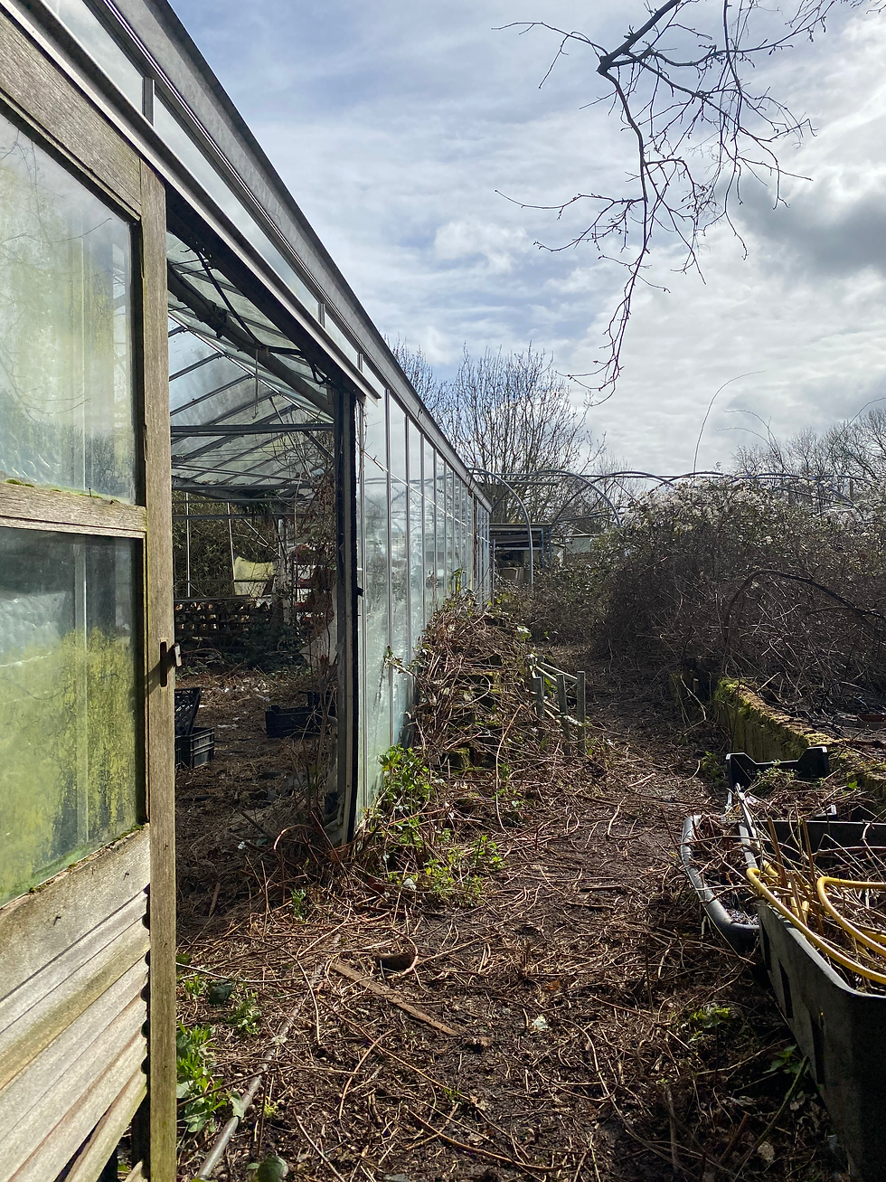 Greenhouse path 2.heic