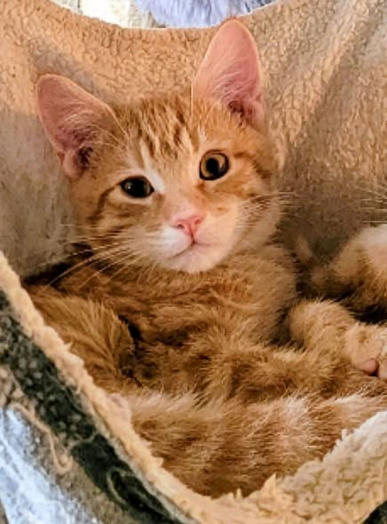 Available for Adoption Soon!