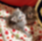 2 kittens laying on a blanket