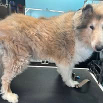 Before image of dog grooming in Columbus, NC